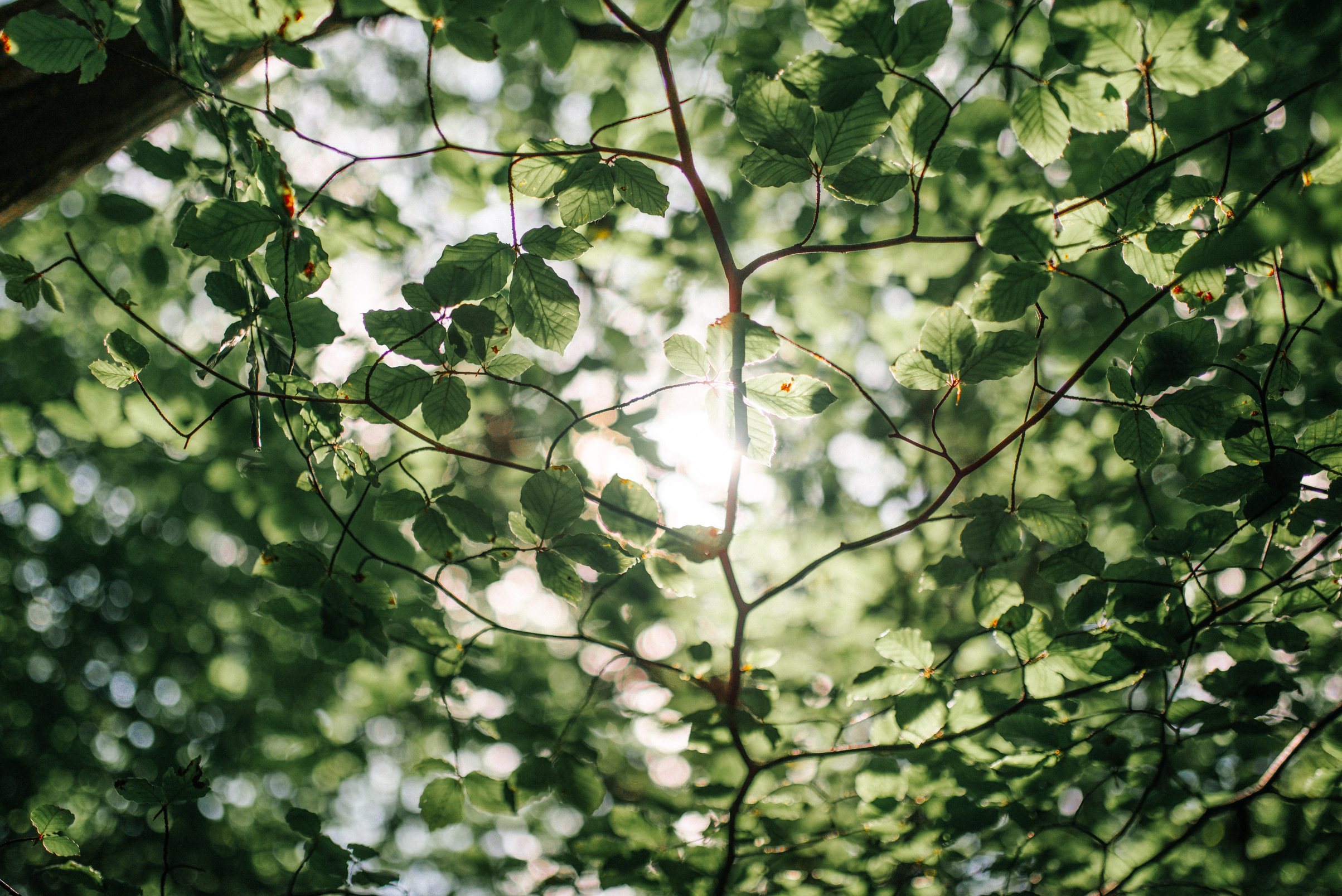 Tree leaves